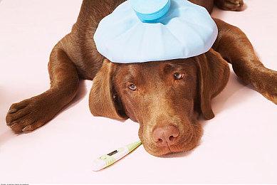 尽管已成被告 但Switch《白猫计划》仍在开发中